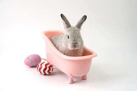 A gray bunny in a pink bathtub with Easter eggs placed sideways on a white background.の写真素材