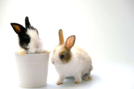 Two rabbits on a white backgroundの写真素材