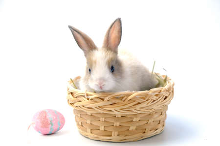 Rabbit sitting in a wooden basket resting on a white background.の写真素材