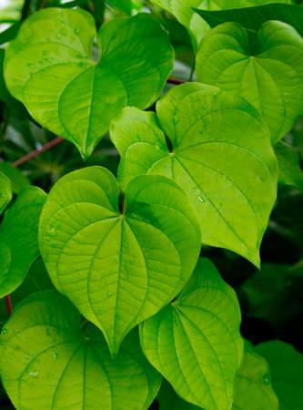 the leaf look like a heart in the forest of thailandの写真素材