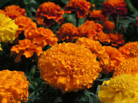 Marigold flower field orangeの写真素材
