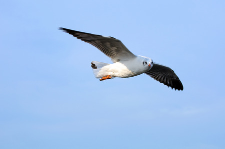 seagull soaring in the blue sky