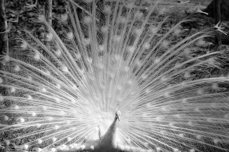 white peacock shows its tail black and whiteの写真素材