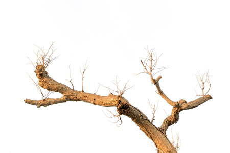 Dead and dry tree is isolated on white background の写真素材