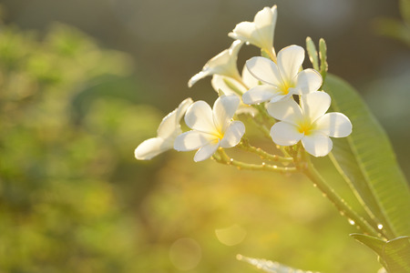 Plumeria flowersの写真素材