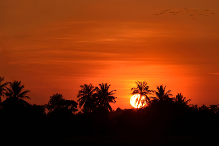 Silhouette of coconut palm tree  in the sunset of thailand
の写真素材
