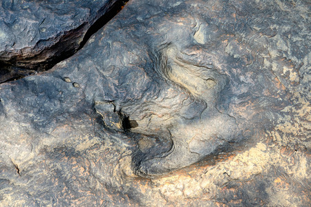 real dinosaur footprint on Phu Faek Forest Park ,Kalasin, Thailand.