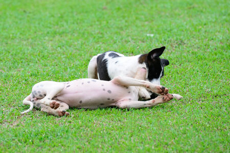 funny dogs