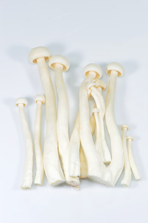 White beech mushrooms, Shimeji mushroom, Edible mushroom
