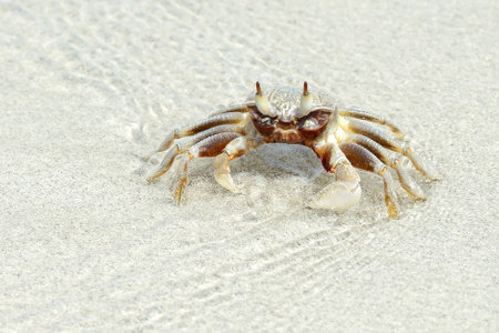 horn-eyed ghost crab on the beach, thailand