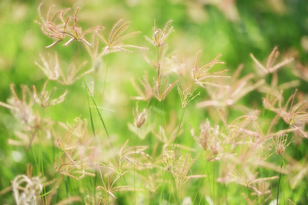 Grass with sun at sunrise