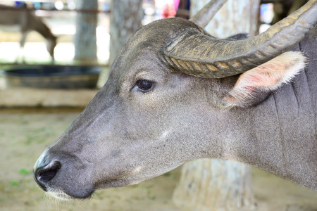 buffalo in thailand