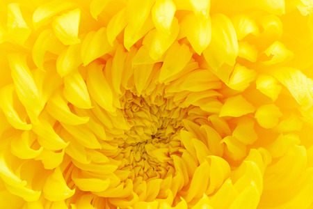 yellow chrysanthemum close-upの写真素材