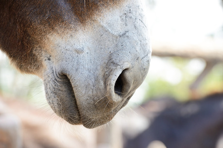 Horse Muzzle close Upの写真素材