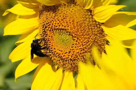 bumble bee on  sunflowers