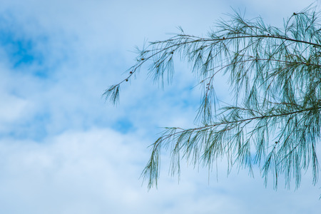 Blue sky and Treeの写真素材