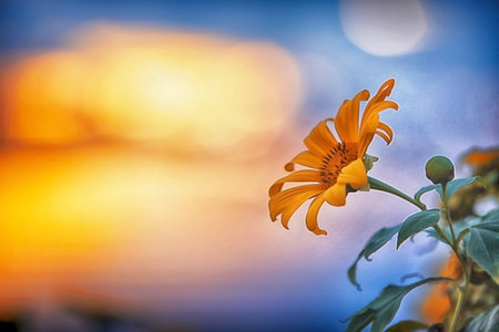 Yellow flowers field on top, Northern Thailand, Chiang Mai, Chiang Rai.