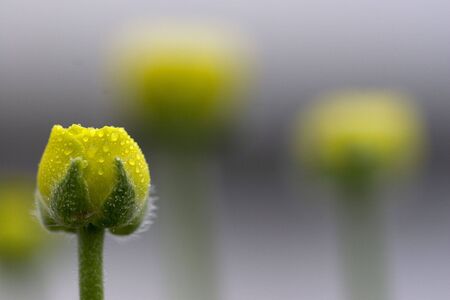 summer flowersの写真素材