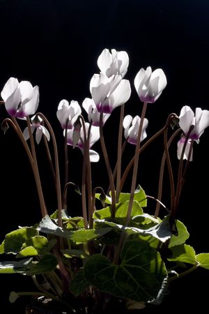 plant of flowers Cyclamen on a black backgroundの写真素材