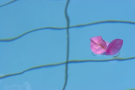 Pink flower in the blue hotel poolの写真素材