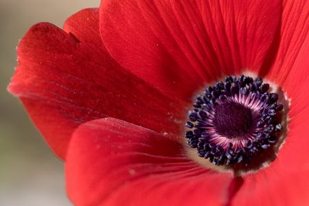 Love is in the air - Floral Red Anemoneの写真素材