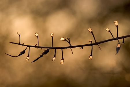 Look Like  tree Decoration .の写真素材