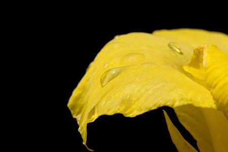 Close up  yellow flower with dropsの写真素材