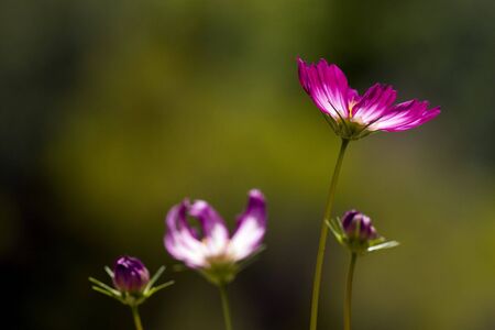 white and purple flowers on green backgroundの写真素材