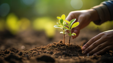 Human hand holding green seedling growing on fertile soil with blurred backgroundの素材