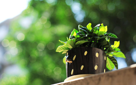 close up of a green plantの写真素材