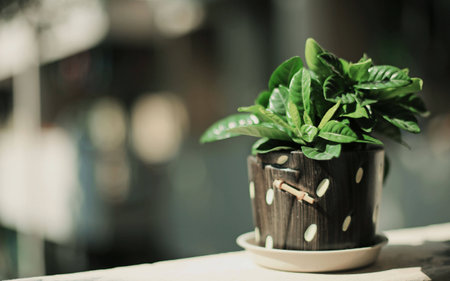 close up of a green plantの写真素材