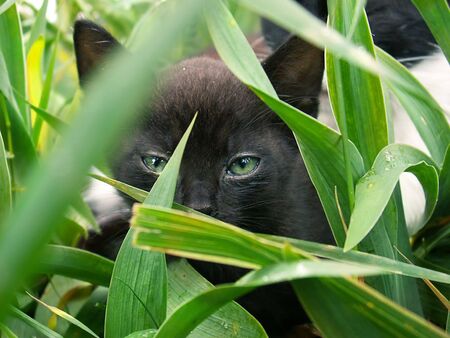 Kitten in jungleの写真素材