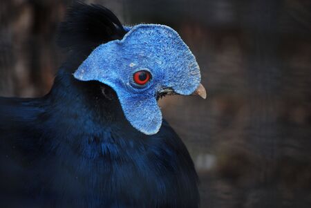 detail picture of a bird in prague zooの写真素材