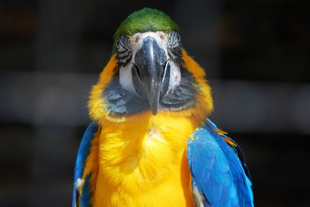 parrot