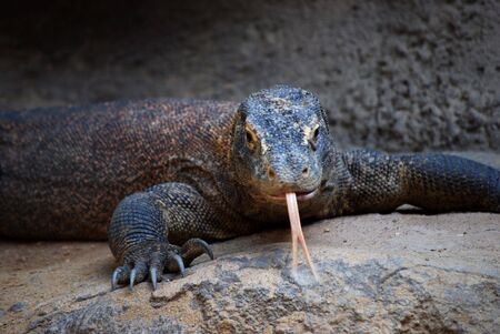 komodo dragon