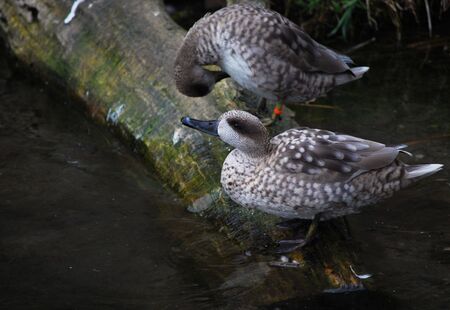 picture of ducks in Prague zooの写真素材