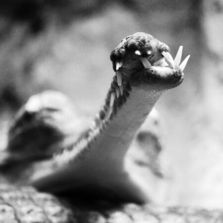 indian gavialの写真素材