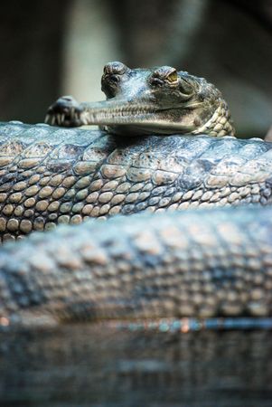 indian gavialの写真素材