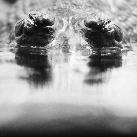 indian gavialの写真素材