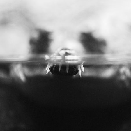 indian gavialの写真素材