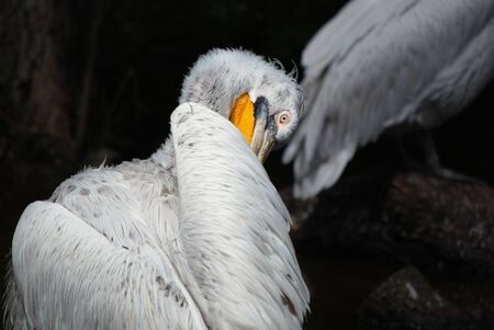 pelicanの写真素材