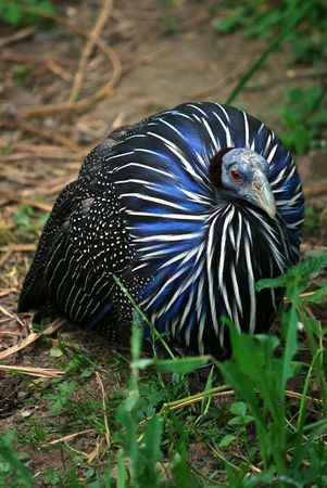guinea-henの写真素材