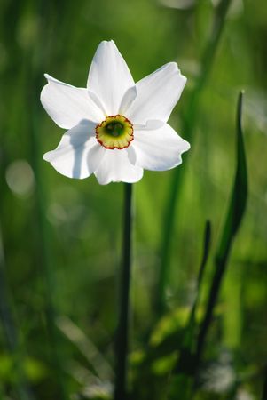 white narcissusの写真素材