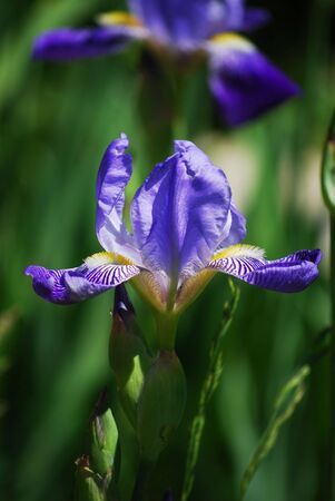 blue iris