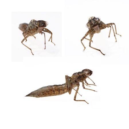 dragonfly larvaの写真素材