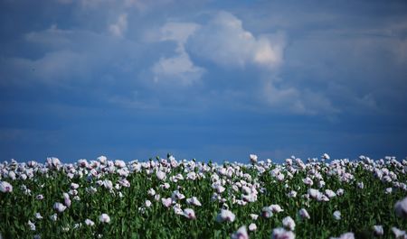  poppyの写真素材