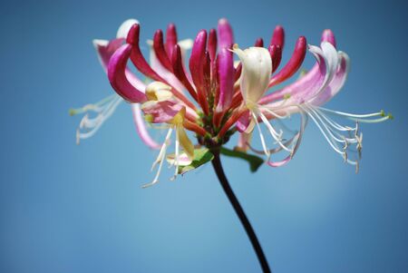 pink flowerの写真素材