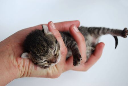 picture of newborn kitten