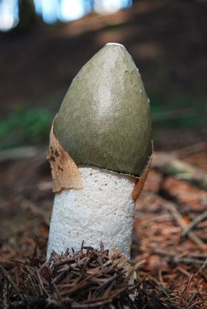 toadstoolの写真素材