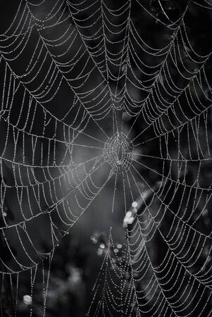 spider webの写真素材